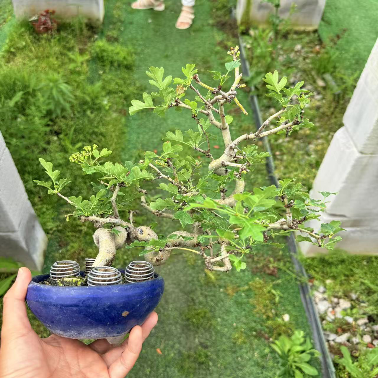 中国记忆盆景日本山楂品种红花山楂小品盆景盆栽开花超级美