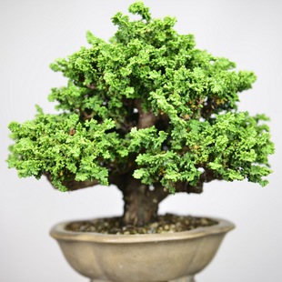 中国记忆日本小品石化桧 桧柏日本盆景精品大树形盆栽  进口现货