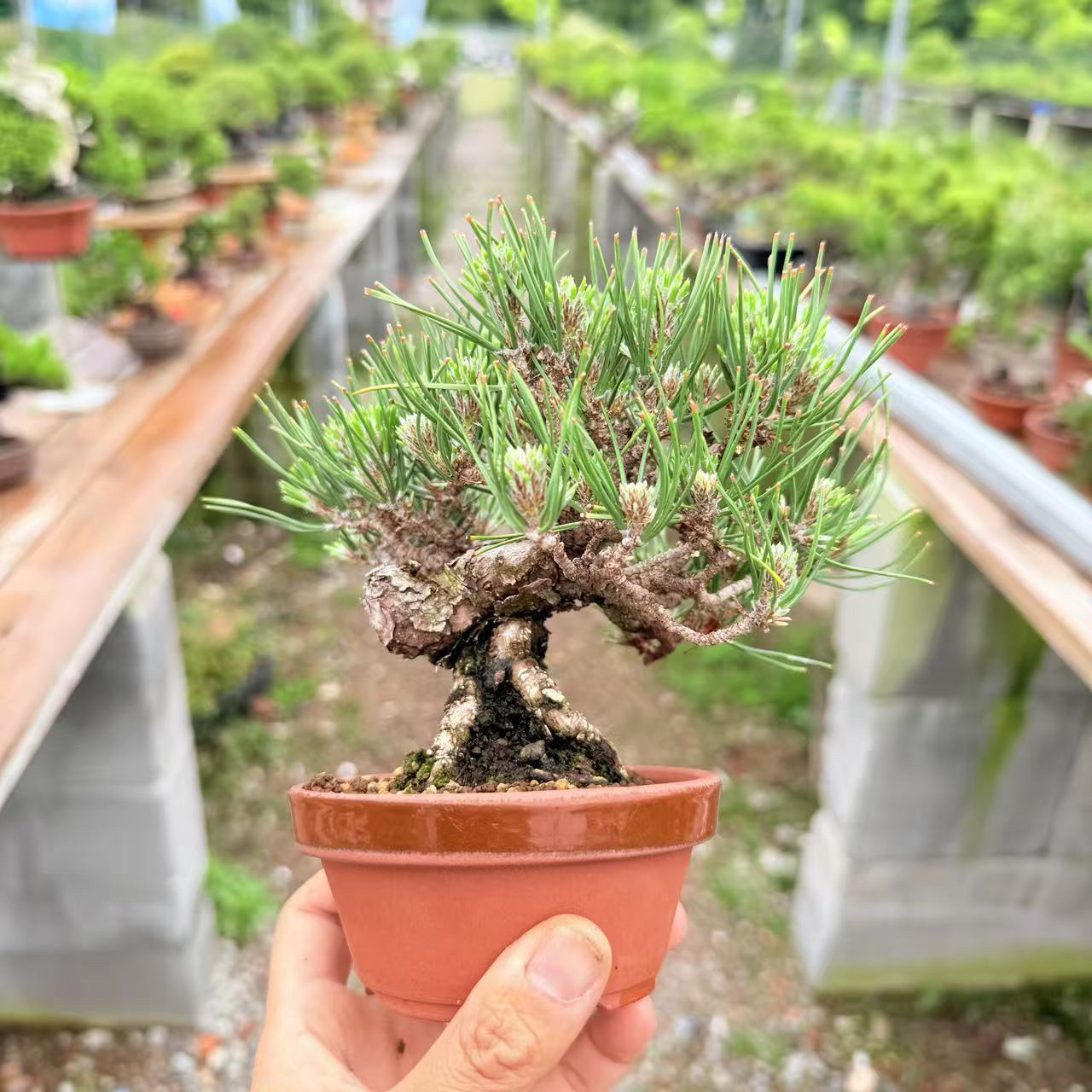 中国记忆盆景三河黑松实生老度到位进口现货绿植包邮