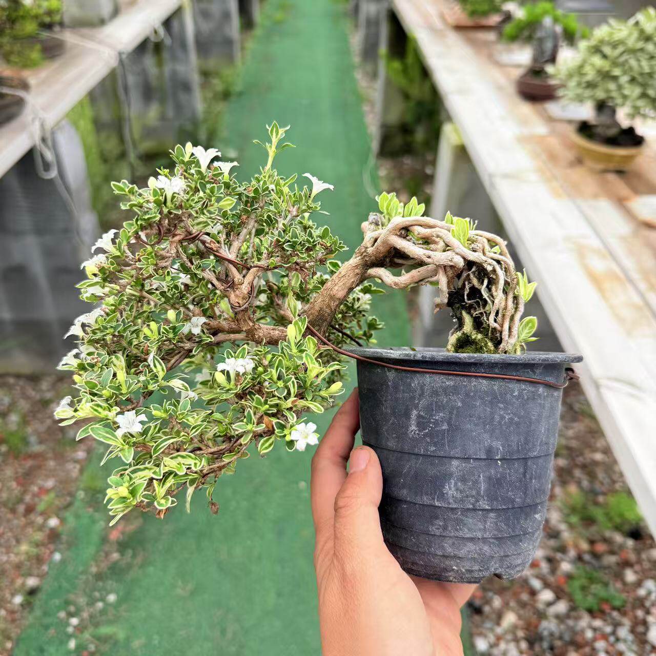 中国记忆盆景六月雪小叶白花荀子盆景盆栽进口现货
