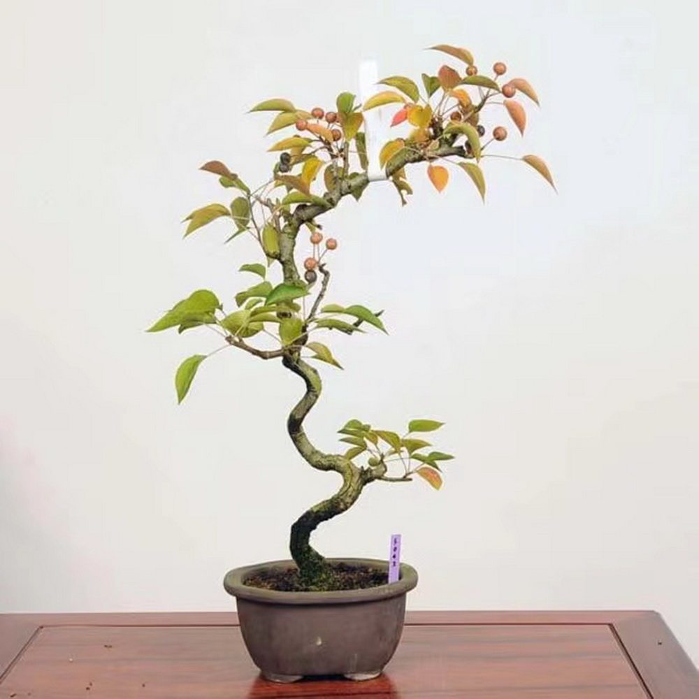 中国记忆日本豆梨小品盆栽花果22年秋季采摘进口现货