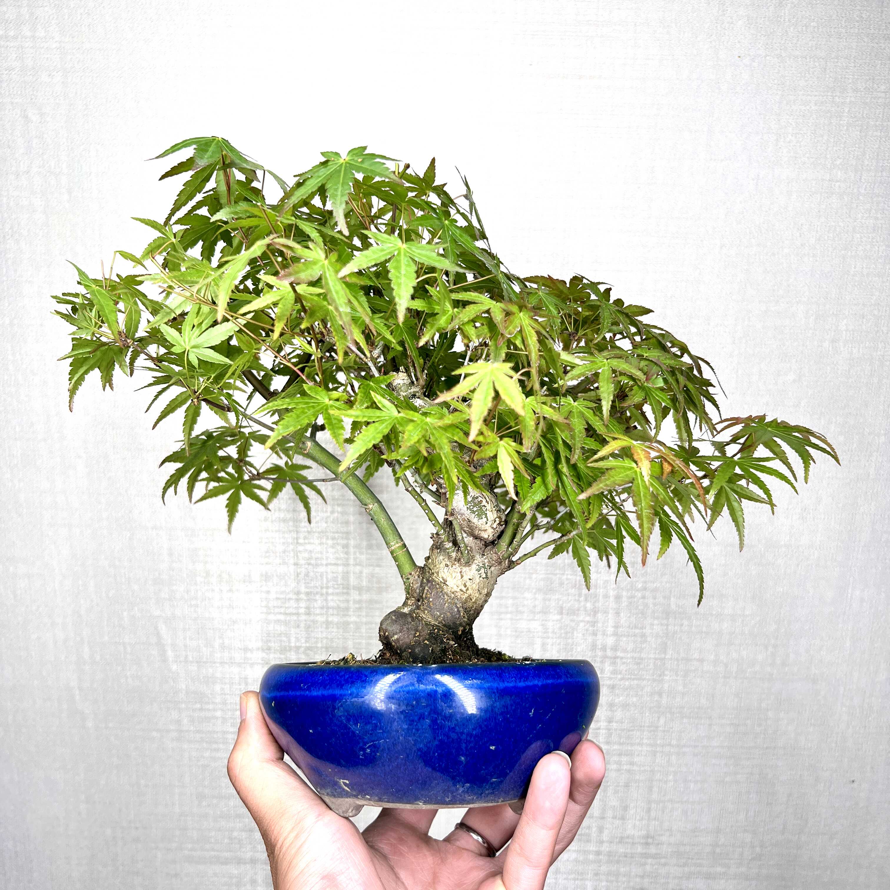 去拍老桩盆景扣号盆景盆栽