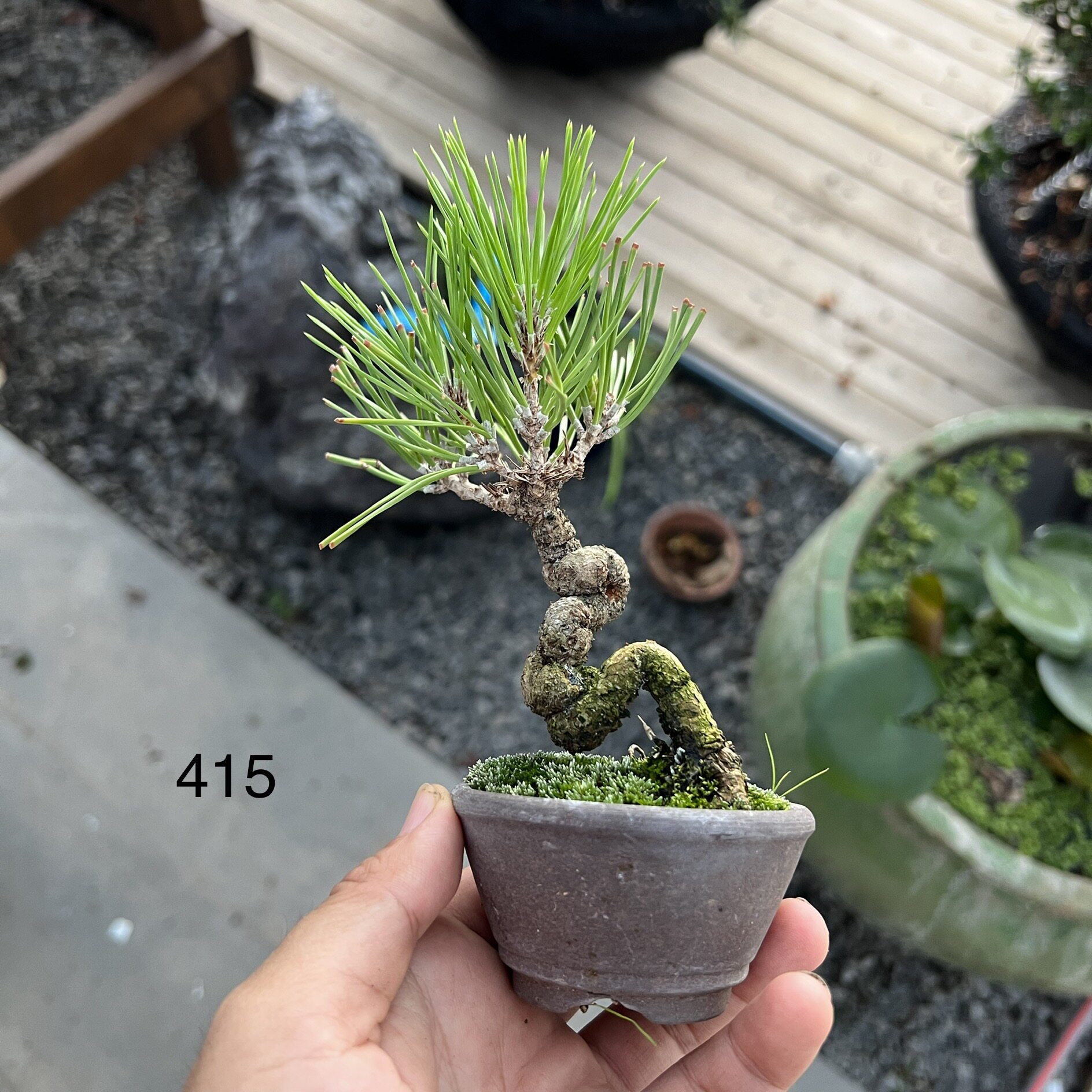 三河黑松小黑415号安夏小品