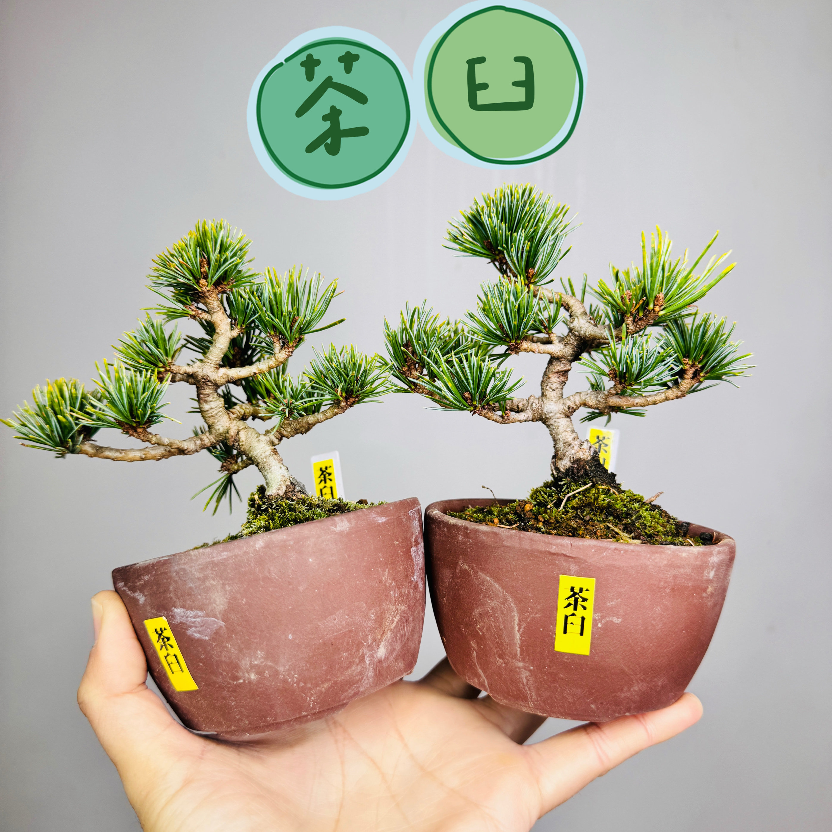 中国记忆盆景茶臼五针松短针小品盆景盆栽日本进口现货