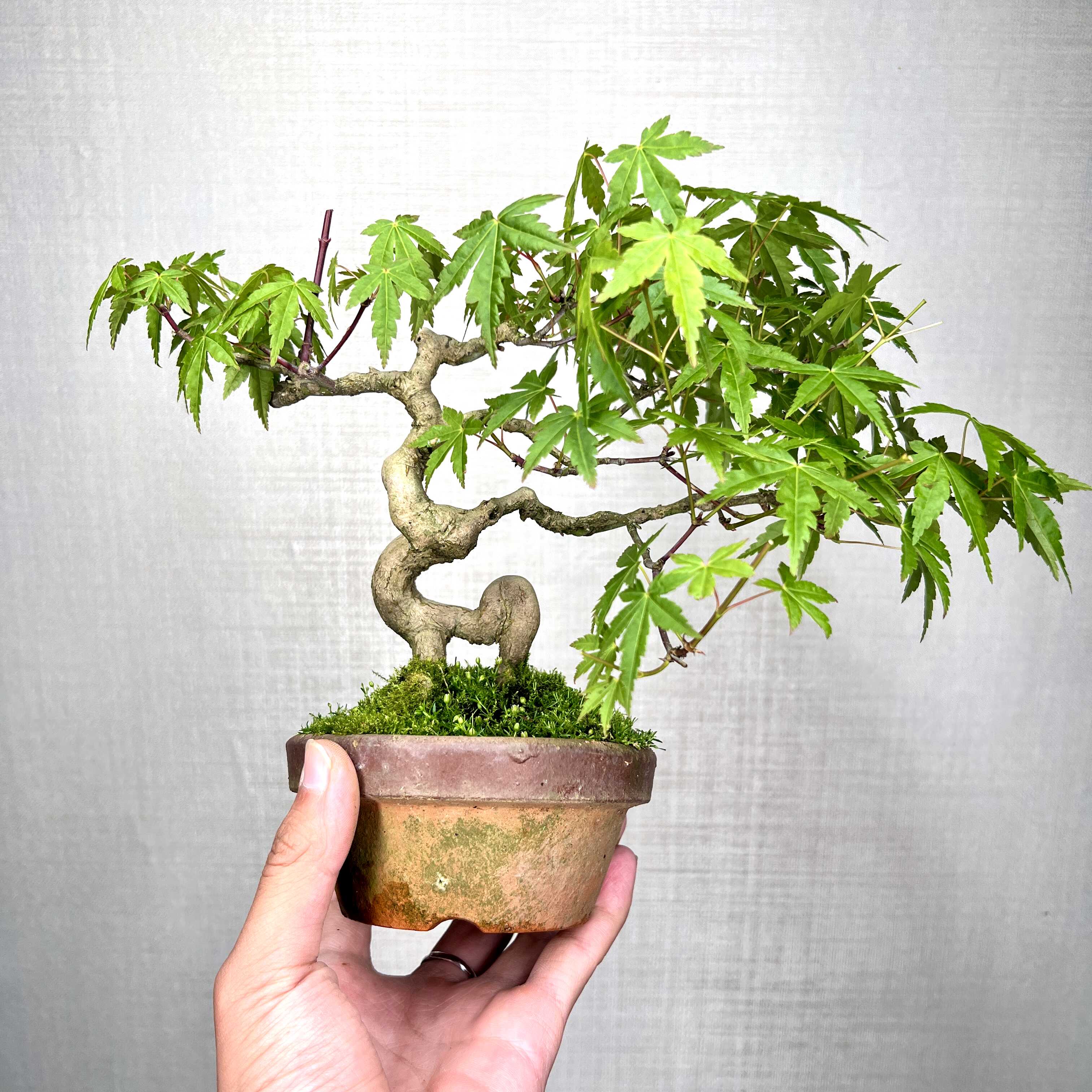 电脑桌室内茶台绿植黄金枫盆栽