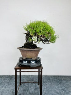 中国记忆三河黑松盆景小品微型日本进口A3453