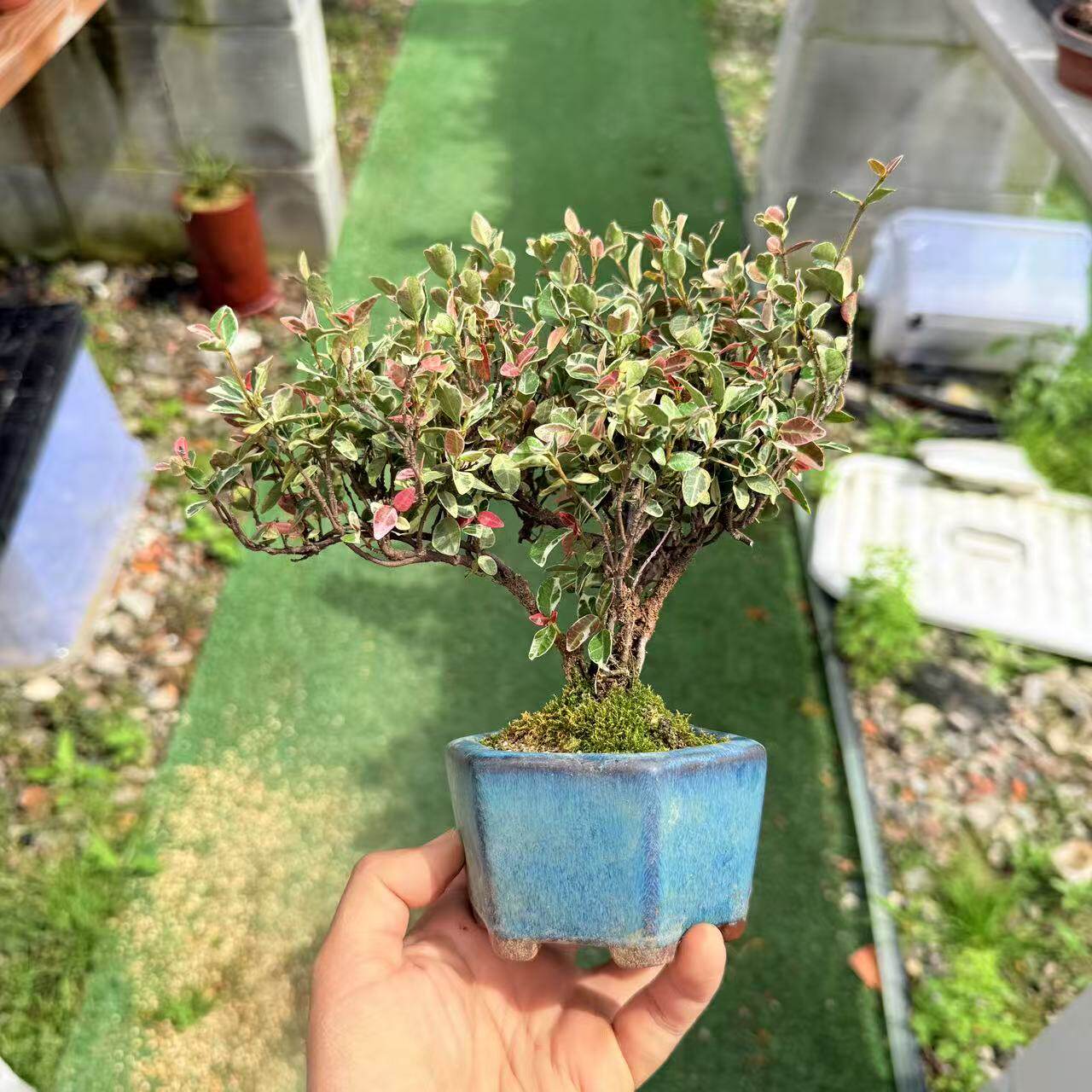 中国记忆日本斑叶小叶络石开花绿植植物盆景盆栽小叶进口现货