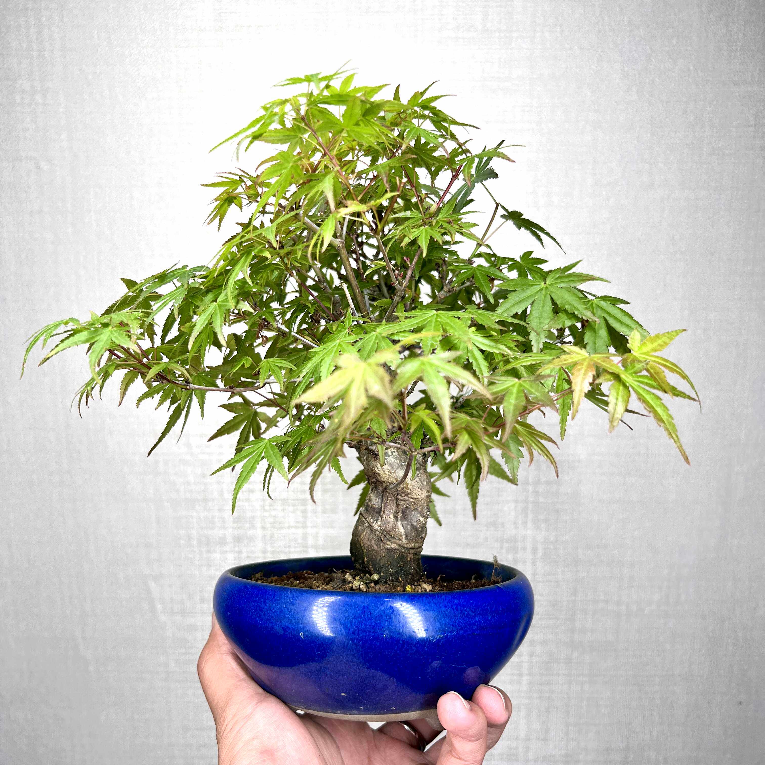中国记忆盆景山红叶枫树五角枫绿植一物一拍日本枫树盆景造型盆栽