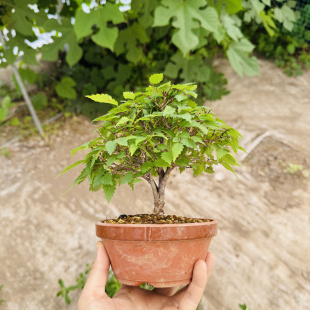 中国记忆盆景榉树盆景盆栽微型进口现货