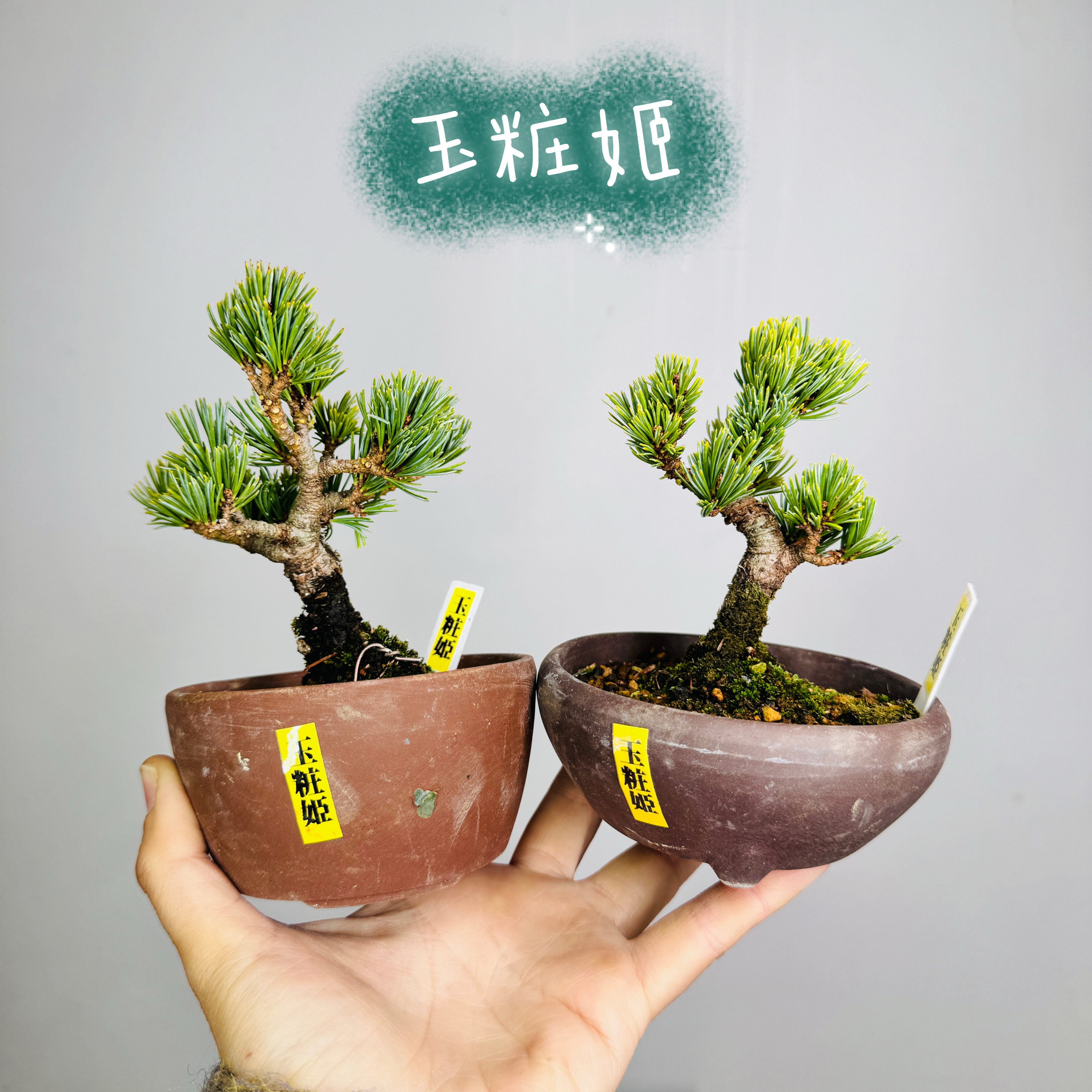 中国记忆盆景玉桩姬五针松短超叶提根小品盆景盆栽日本进口现货