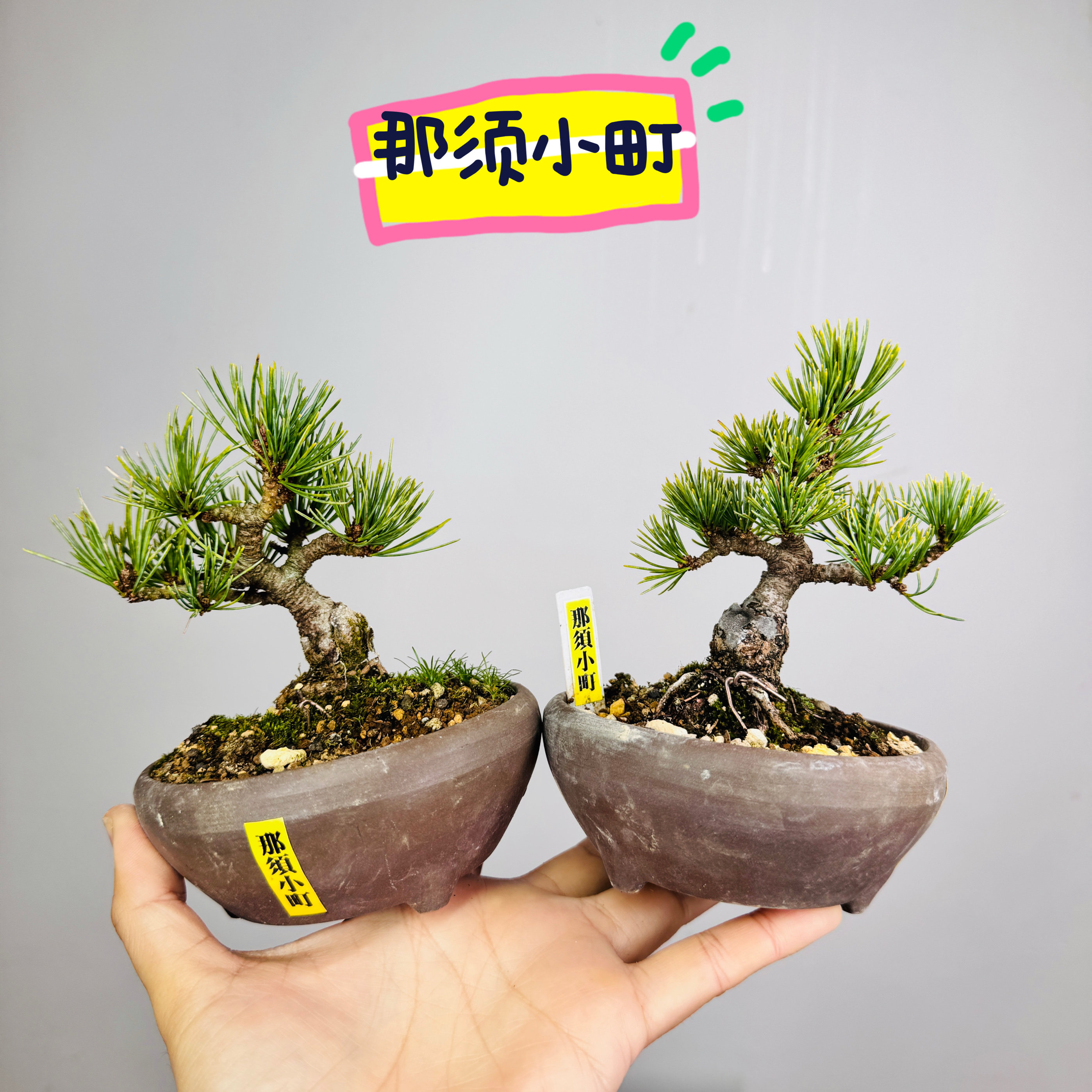 中国记忆盆景那须小町五针松短针小品盆景盆栽日本进口现货