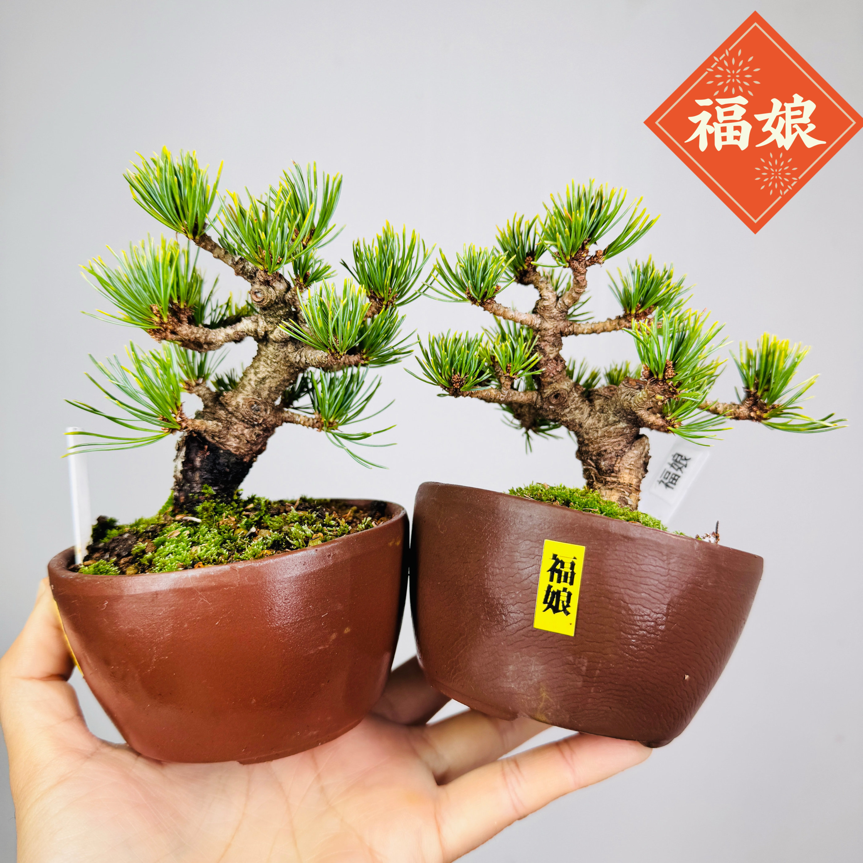 中国记忆盆景福娘五针松短针小品盆景盆栽日本进口现货