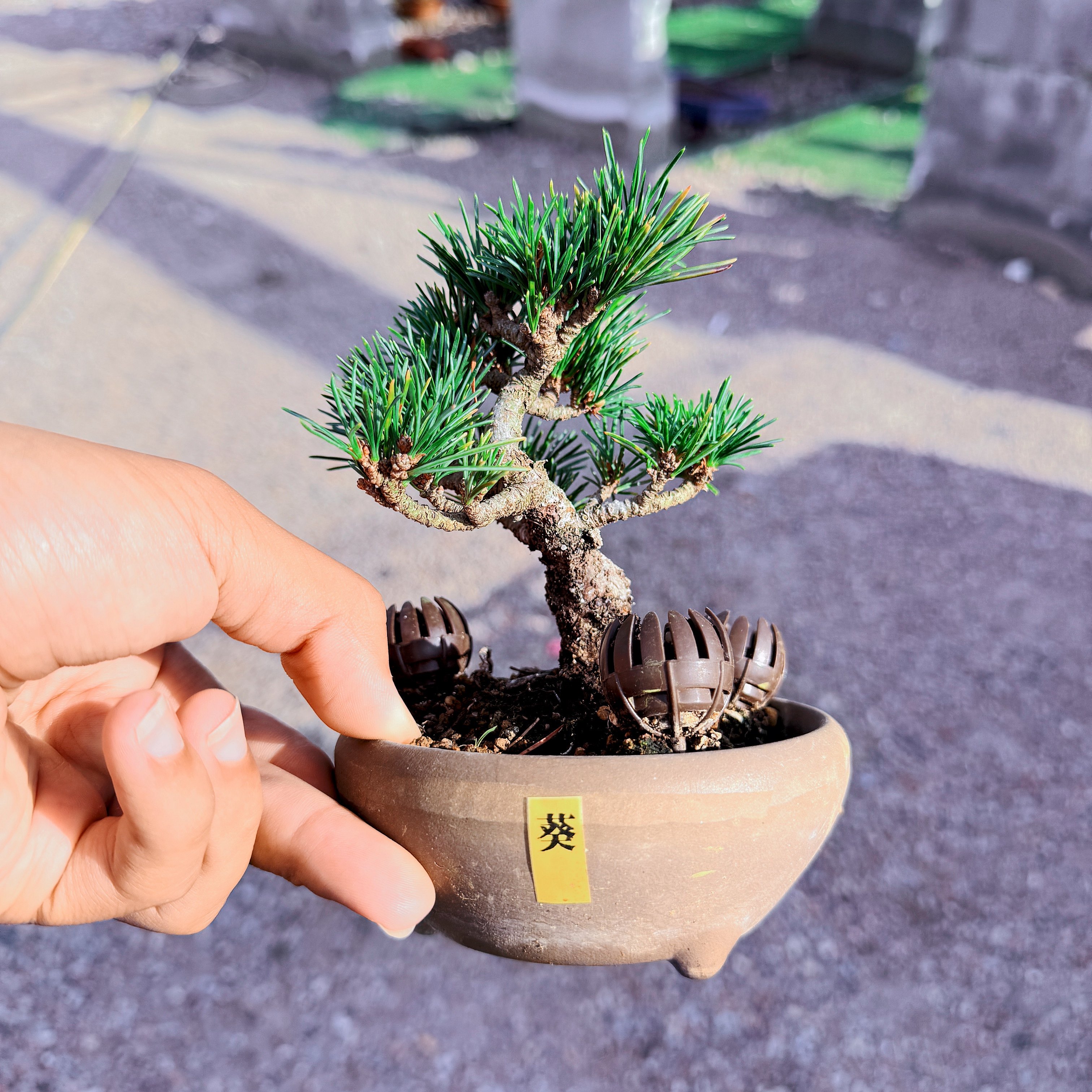 中国记忆盆景进口五针松系列短针叶小品盆景盆栽日本进口现货