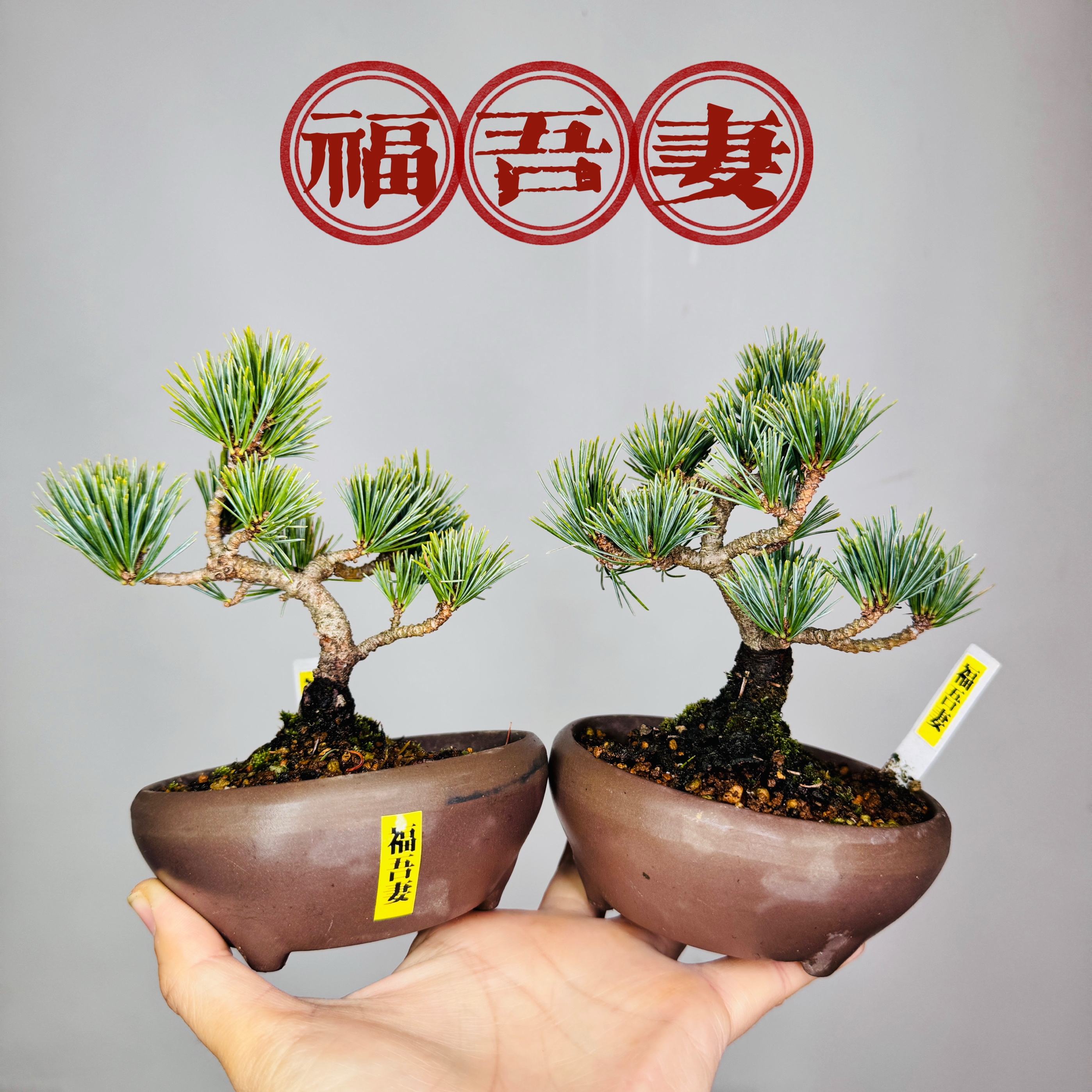 中国记忆盆景福吾妻五针松短超叶提根小品盆景盆栽日本进口现货