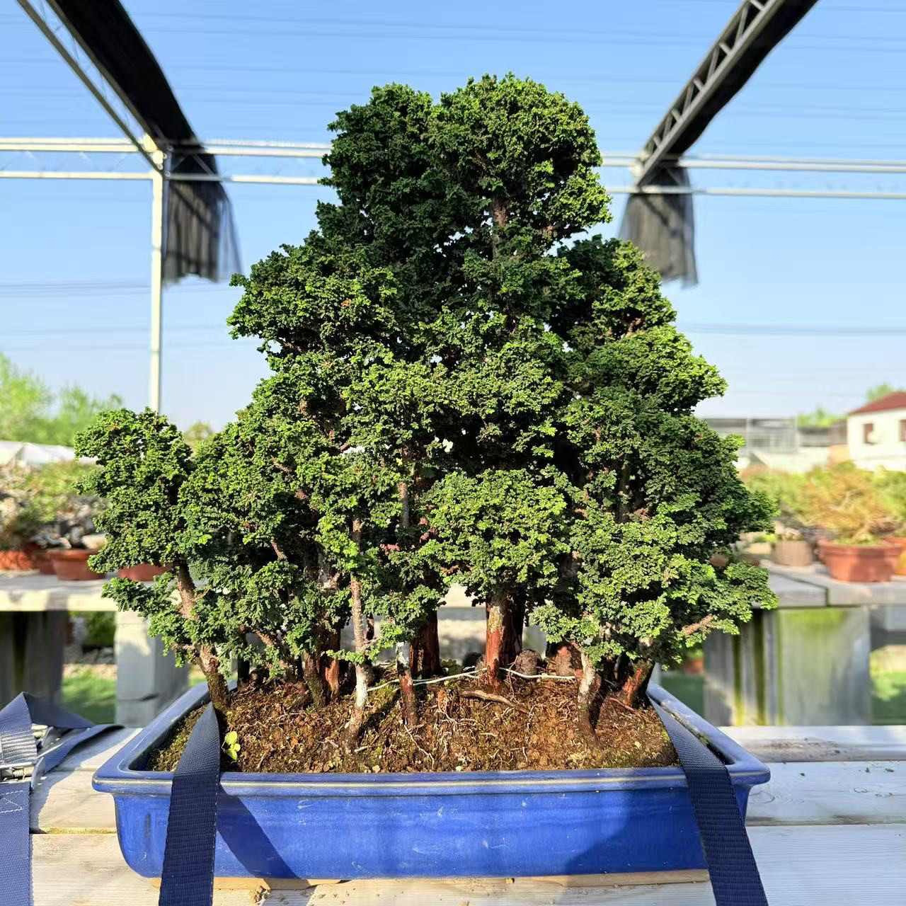 中国记忆盆景进口石化桧丛林式盆景 日本原生桩 苍劲老桩高端盆栽