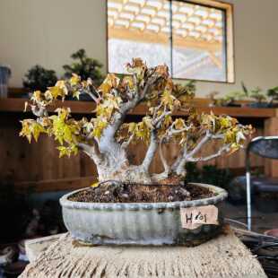 中国记忆盆景盆栽三角枫树进口现货No1