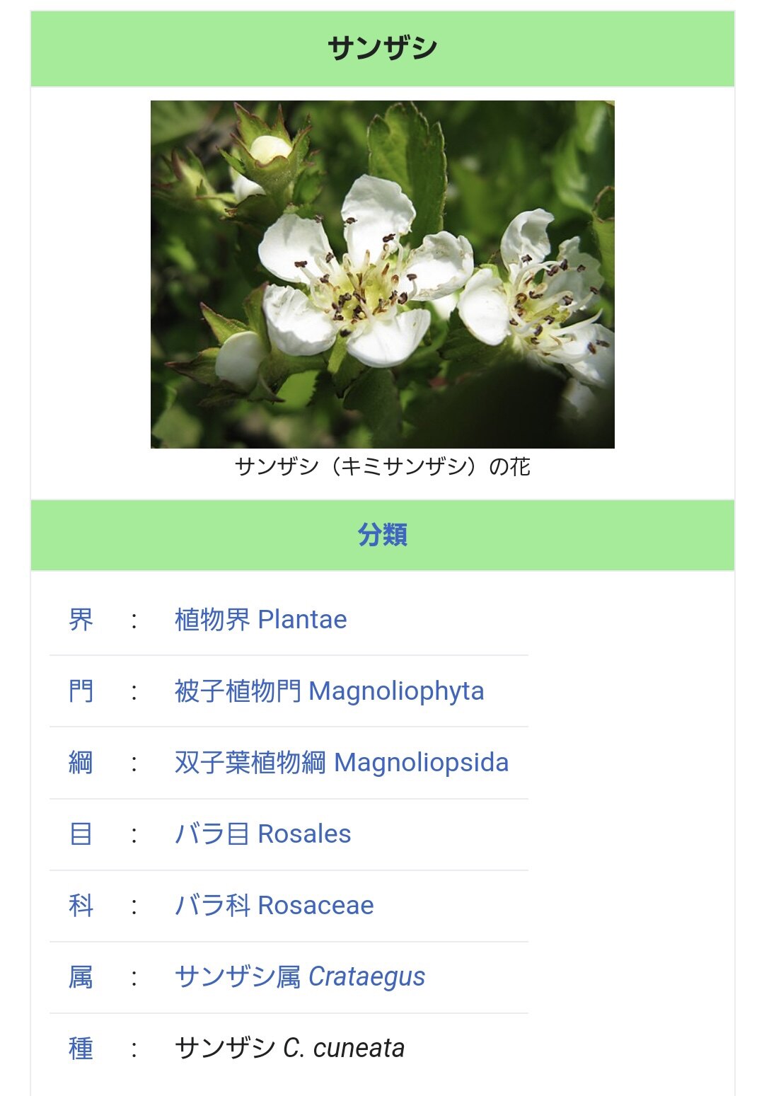 中国记忆盆景山楂树2023年秋季
