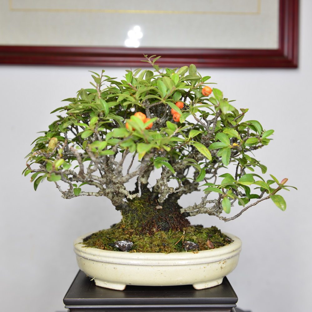 中国记忆-火棘盆景 日本盆景 小品盆栽 果物盆景橙果(进口现货)