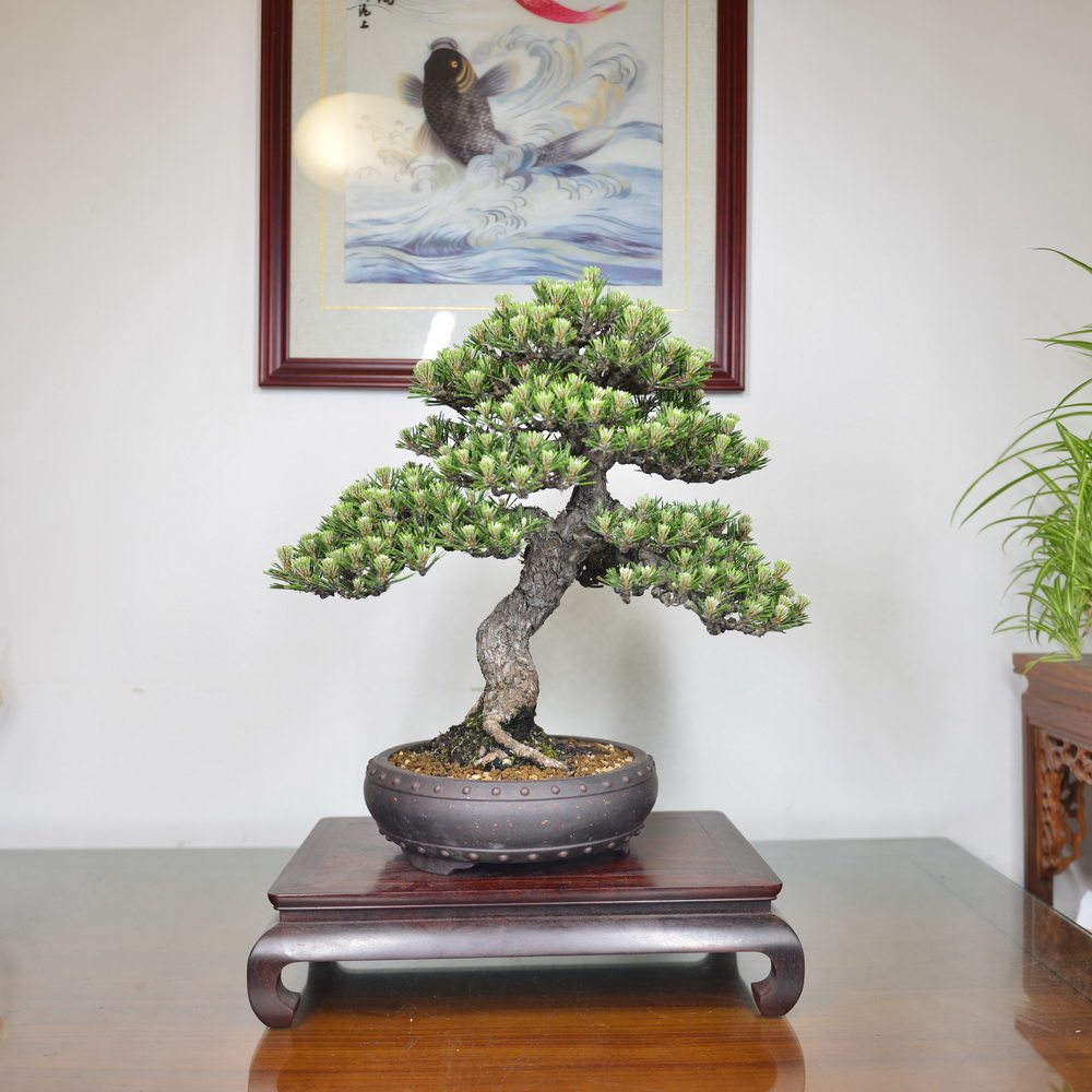 中国记忆-日本寿松盆景 短针黑松 日本 小品盆栽 (现货)