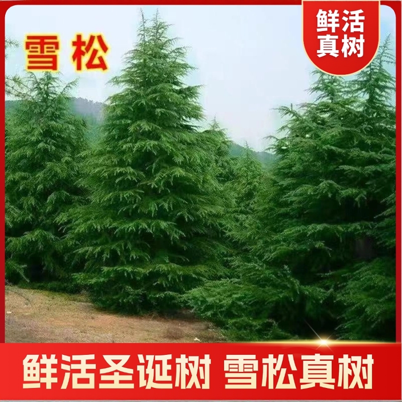 2025新款鲜活圣诞树真树雪松客厅diy家用小型高级感大型盆栽树苗