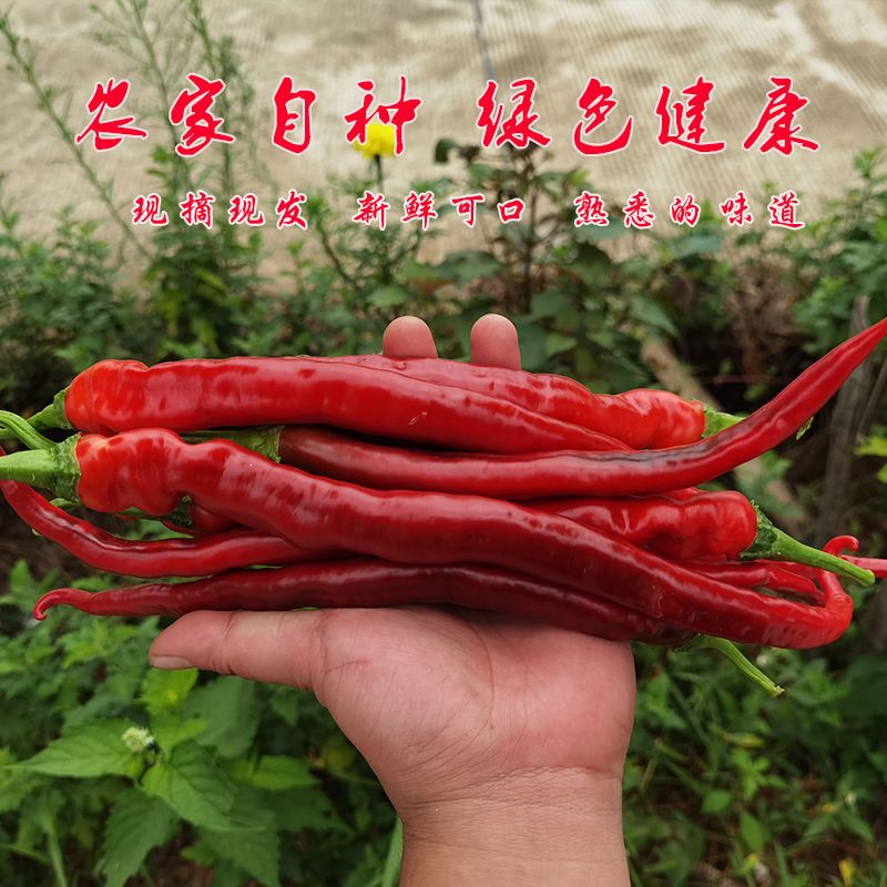 湖南特产鸡肠红辣椒超长薄皮农家自种红辣椒现摘现发