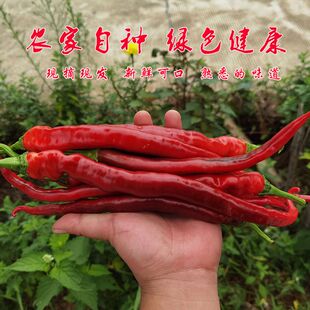 湖南特产鸡肠红辣椒超长薄皮农家自种红辣椒现摘现发