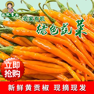 湖南衡东三樟鲜辣椒黄贡椒原产地直供新鲜黄辣子现摘现发3斤包邮