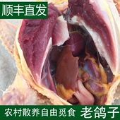 正宗苏北农家少量散养自由觅食土鸽子飞鸽老鸽乳鸽肉当天现杀新鲜