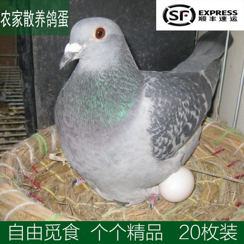 苏北农家自由觅食无激素破损鸽蛋