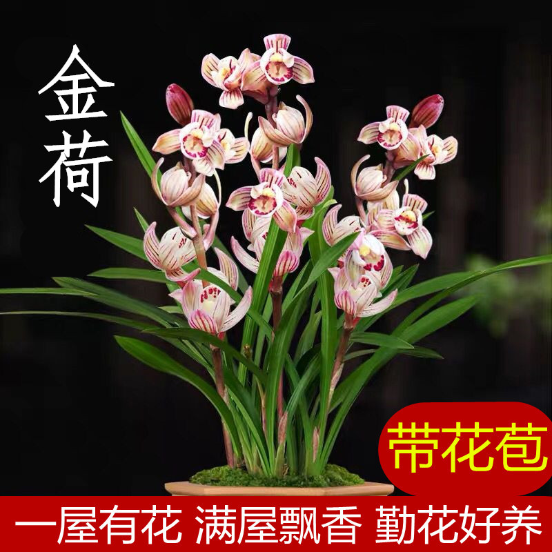 金荷浓香带苞建兰盆栽四季开花