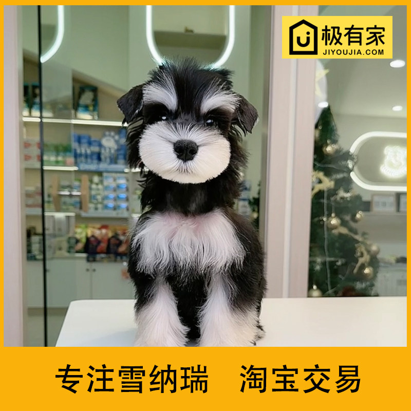 迷你雪纳瑞幼犬犬狗活体雪拉瑞纯种飞耳小体椒盐宠物 24009黑银DD