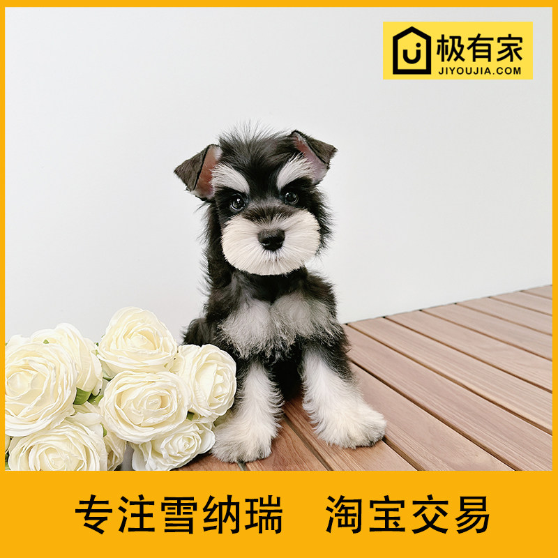 迷你雪纳瑞幼犬犬狗活体雪拉瑞纯种飞耳小体椒盐宠物 23252黑银DD