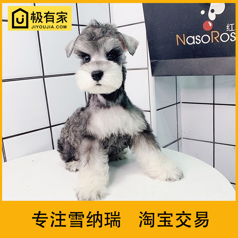 迷你雪纳瑞幼犬宠物狗狗活体雪拉瑞椒盐小型雪纳瑞狗雪纳瑞犬5801