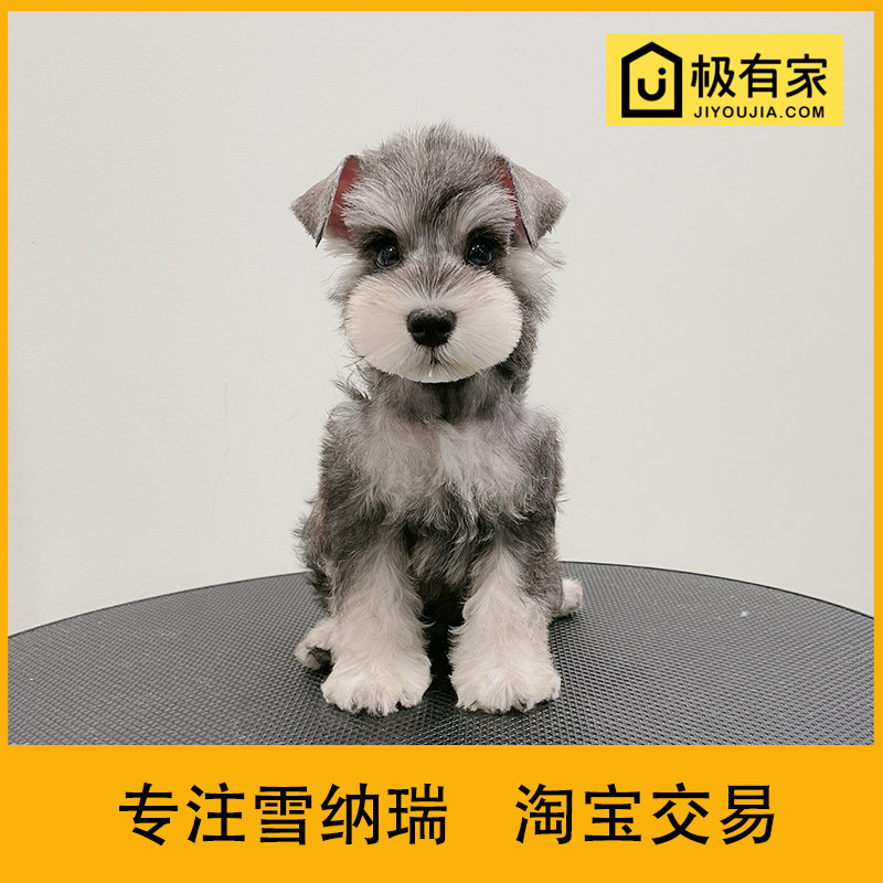 迷你雪纳瑞幼犬犬狗活体雪拉瑞纯种飞耳小体椒盐宠物 23174椒盐DD