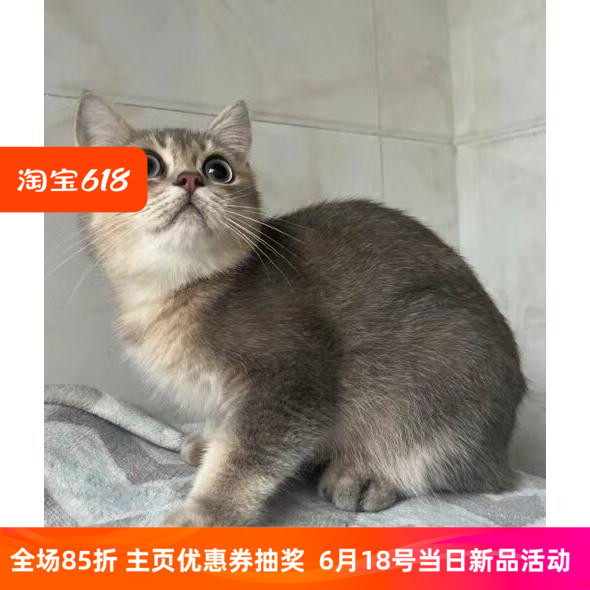 纯种英短渐层猫包子脸金渐层猫幼猫宠物猫咪活体活物