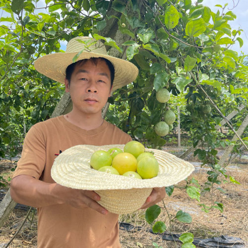 昆昆推荐 海南黄金百香果 钦蜜9号 5斤装 顺丰包邮