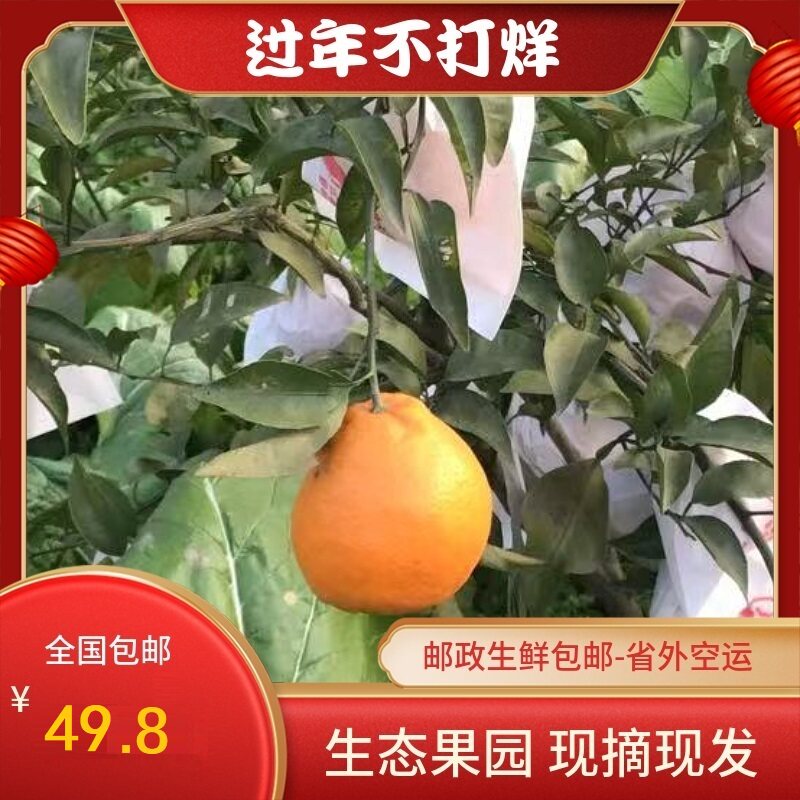 包邮四川耙耙柑春见大果果园现摘现发农产品带箱10斤孕妇送礼水果