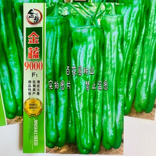 金蔬9000大果薄皮辣椒种子籽高产抗病春秋灯笼马嘴型泡椒种子