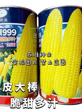 金甜顺999玉米种籽超甜鲜食水果玉米种子四季高产大棒甜苞米种子