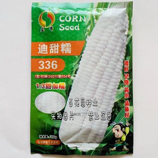 迪甜糯336加甜糯玉米种子鲜食白粘甜加糯玉米种籽矮杆口感好高产