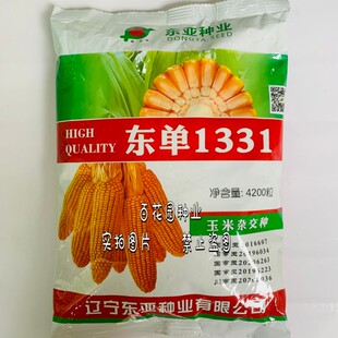 国审高产玉米种子东单1331玉米种子抗病抗旱抗倒春播夏播玉米种子