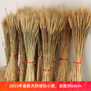 天然小麦干花原色麦穗大麦拍照摄影道具花束装饰客厅摆件拍摄背景