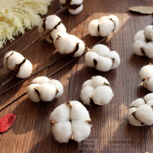 天然干花棉花头干花永生花束diy摄影道具仿真花拍照拍摄背景