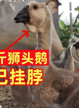 狮头鹅活苗汕头正宗狮头鹅苗特大种潮汕纯种狮子头鹅灰狮头鹅宠物