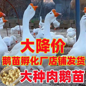 (10只装)四季白鹅农村散养快大浙东白鹅五龙鹅皖西鹅【宠物鸭】