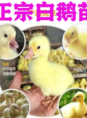 小鹅活苗大种白鹅苗活体正宗三花皖西浙东四季产蛋百子母鹅宠物鹅