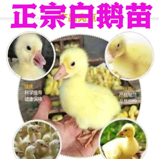 小鹅活苗大种白鹅苗活体正宗三花皖西浙东四季产蛋百子母鹅宠物鹅