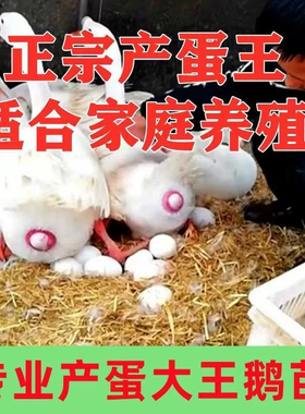 大种产蛋白鹅四季鹅农村散养快大浙东白鹅五龙鹅皖西鹅活体宠物鹅