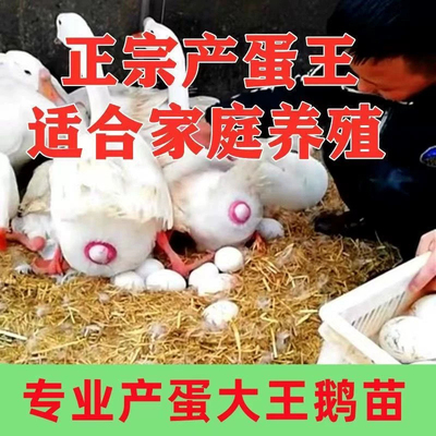 大种产蛋白鹅四季鹅农村散养快大浙东白鹅五龙鹅皖西鹅活体宠物鹅