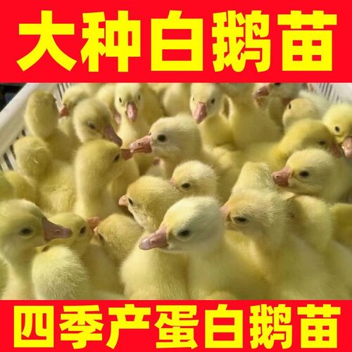 (10只装)四季白鹅农村散养快大浙东白鹅五龙鹅皖西鹅【宠物鸭】9